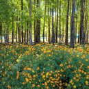 도리마을 숲 이미지