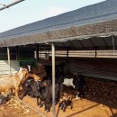 설악도서관 사거리 이미지