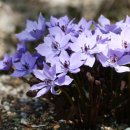 하늘빛으로 물든새 이미지