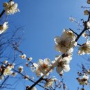 이천산수유마을 이미지