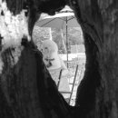 가비가배 이미지