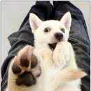 반려담애견유치원 | 우리 강아지 강남애견유치원 반려담애견유치원 선택 기준