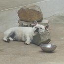 두식이 이미지