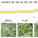 고랭지 배추 가격 전망 이미지