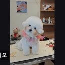 몽시오 | (수원, 강아지, 고양이, 애견미용, 추천!) 몽시오 맞춤형 반려동물 미용 서비스