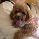 나드리 애견 | 광주 봉선동 애견동반 감성카페_하뜨 방문기🥧