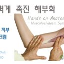 근골격계 촉진해부학 (Hands on Anatomy-Musculoskeletal System Palpation) | 황보현주 교육강사 이미지