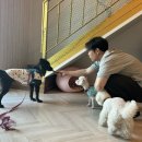 하콩이네 이미지