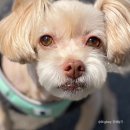 얼큰이녹돈갈비 이미지