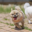 모노모노몽 이미지