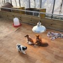 강릉 쌍둥이 동물농장 네이버블로그