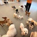 놀러오개 애견유치원 애견호텔 이미지