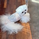 히포코코 이미지