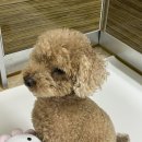 쿨한 강아지 | 강아지매트 무료 맞춤재단 가능한 이리로 리핏매트 추천