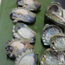 전복이야기 | <진도전복> 365일 싱싱함이 다른 이유, '진도힘쎈전복' 솔직 후기