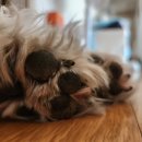 까만코 | 코·피부·발바닥까지 올인원 케어, 퓨어프렌즈 강아지 보습제 후기