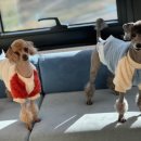 마음동물의료센터 이미지