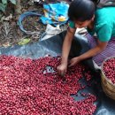 신촌농장 이미지