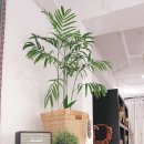 꽃집초이 이미지