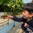 정칠수농장 | 고령 딸기체험 농장 추천! 봉이땅엔에서 아이랑 달콤한 주말 데이트 (ft. 너무 친절하신 사장님)