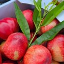 대농농장 이미지