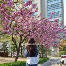 투썸플레이스경희대국제캠퍼스