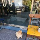 낼름&애견샵 | ☀️ 폼피츠 모카의 낮산책 이야기 | 바틀샵 거리에서의 하루