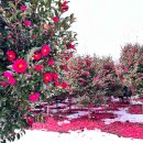 동백4로 이미지