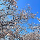 찐이네분식 | 군산 축제 벚꽃야시장 은파호수공원