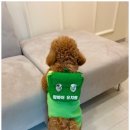 맘바이 루프탑 테라스 강아지 애견호텔 애견유치원 이미지