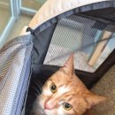 영등포아크로 동물병원 이미지