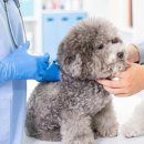 연수동물메디컬센터 이미지