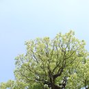 영풍 병산리 갈참나무 Daum카페