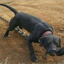 Awesome kennel 이미지