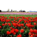 꽃의나라 이미지