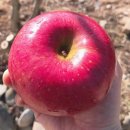 볼빨간 농원 이미지