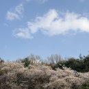 키스톤 | 남양주 벚꽃 카페 애견동반가능한 키스톤 스피시즈 내돈내산 방문후기 🌸