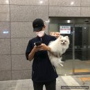 올리스(위례) | 위례 애견 셀프 목욕 24시간 운영 올리스 애견미용 대형견목욕