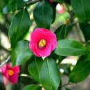 동백4로 이미지