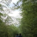 대저생태공원 입구 맞은편(대저1동 2314-1) | 부산 대저생태공원 꽃구경 핑크뮬리 억새 팜파스 위치 실시간 개화 상태 주차장