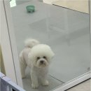 꼬순이네 반려견 미용실 네이버블로그