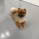 THE 빛나개 이미지