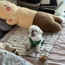 오남매 손칼국수 네이버블로그