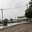 월오포레스트 이미지