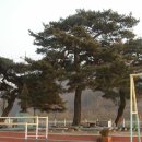 성대초등학교 이미지