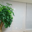 행복나무 이미지