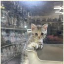 동물사랑애견샵 이미지