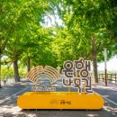 112 | 충남 아산 곡교천 은행나무길 꽃밭 피크닉 실시간 후기 주차 정보