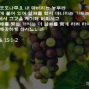 포도나무 - 영등포구 도영로 44-2 | 포도나무