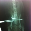 애경동물병원 이미지